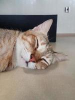 un gatto addormentato con una faccia buffa foto