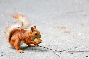 ritratto di uno scoiattolo arancione con una noce nelle zampe su uno sfondo grigio asfalto, immagine con spazio copia. foto