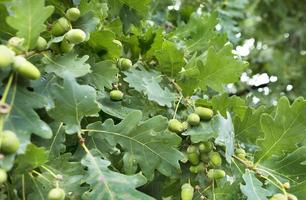 frutto di quercia verde su un giovane albero verde chiaro foto