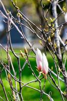 nel giardino primaverile, boccioli di magnolia rosa-bianchi stanno sbocciando sullo sfondo di un prato verde sfocato.