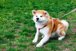 la razza giapponese del cane akita inu giace sullo sfondo dell'erba verde del prato cittadino.