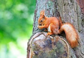 uno scoiattolo arancione si siede su un albero e rosicchia una noce. foto