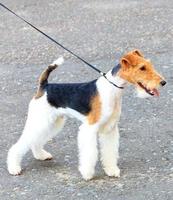 fox terrier a pelo duro con un sottile guinzaglio in pelle su uno sfondo di asfalto grigio. foto