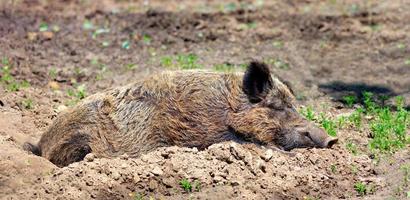 il cinghiale dorme serenamente sepolto nel fango nell'abbraccio dei raggi del sole. foto