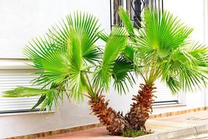 una bella palma verde brillante cresce su un marciapiede della città, contro un muro bianco. foto
