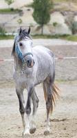 un giovane cavallo grigio con una briglia sta nel campo foto