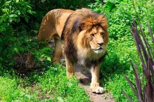 un leone selvaggio cammina lungo un sentiero nel bosco. foto