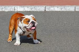 ritratto di un grande bulldog inglese con un collare di cuoio che cammina sul marciapiede di asfalto.