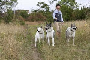 il ragazzo porta a fare una passeggiata al guinzaglio di tre cani da caccia - siberian laek foto