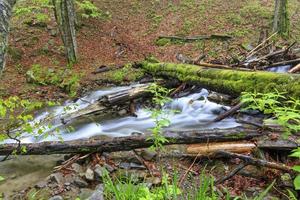 un tronco coperto di muschio cadde attraverso un ruscello di foresta in una foresta umida e umida.