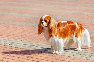 Ritratto di un Cavaler King Charles Spaniel sullo sfondo del marciapiede posato con pietre per lastricati rosse e grigie. foto