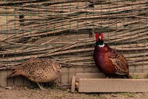 uccelli - Phasianus colchicus maschio - gallo nella gabbia all'aperto in uno zoo foto