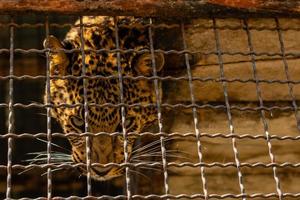 il leopardo maschio sta riposando