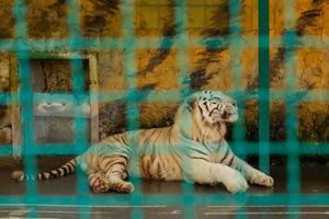 la tigre bianca maschio sta riposando foto