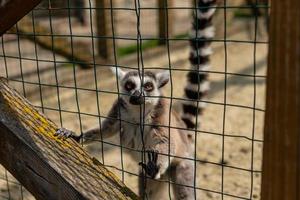 bellissimo lemure del madagascar allo zoo. animali in cattività foto