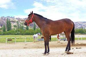 un giovane cavallo marrone con una briglia rossa sta nel paddock per i cavalli foto