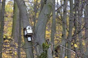 casetta per uccelli appesa a un albero nella foresta foto