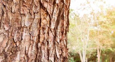 bella corteccia d'albero artigliata marrone modellata. foto