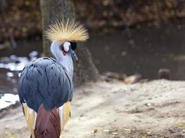 sguardo e testa di gru coronata grigia foto