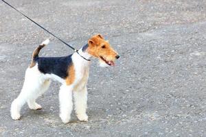 ritratto di un fox terrier a pelo duro con un guinzaglio in pelle sottile su uno sfondo di asfalto grigio. foto