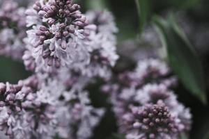 fiori che sbocciano in primo piano lilla foto