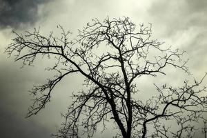 silhouette albero nudo contro il cielo. albero senza foglie. foto