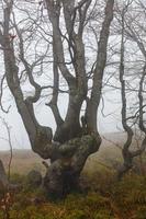 una sagoma contorta di un albero su un pendio di montagna sullo sfondo di una fitta nebbia all'inizio della primavera. foto