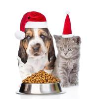 gattino e cucciolo in cappelli rossi di babbo natale con una ciotola di cibo per gatti secco. isolato su sfondo bianco foto