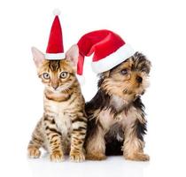 piccolo gattino e cucciolo che si siedono in cappelli rossi di natale. isolato su sfondo bianco