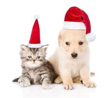 Golden Retriever cucciolo di cane e gatto soriano con cappelli di Natale rossi seduti insieme. isolato su sfondo bianco foto