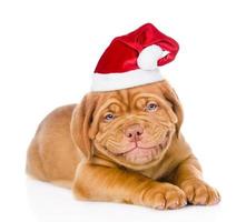 cucciolo di cane bordeaux sorridente felice in cappello rosso della santa. isolato su sfondo bianco