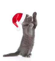 giocoso gattino scozzese a pelo corto con cappello di natale rosso in piedi sulle zampe posteriori. isolato su sfondo bianco foto