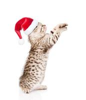 gattino scozzese giocoso in cappello rosso di santa alzando lo sguardo. isolato su sfondo bianco foto