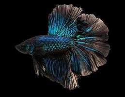 pesce combattente macro siam blu foto
