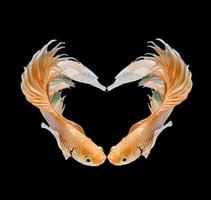pesce a forma di cuore foto