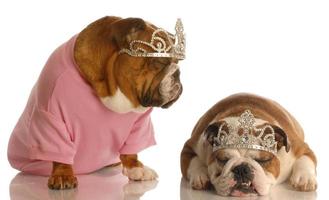 cani viziati - due bulldog inglesi che indossano diademi foto