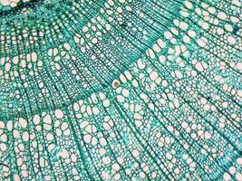 micrografia dello stelo di tilia foto