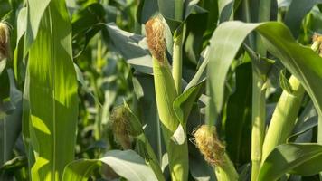 pannocchia di mais in una piantagione di mais. l'obiettivo principale è la pannocchia. campo di grano giovane e verde durante l'estate. concetto di agricoltura, prodotti, mais e allevamento. foto