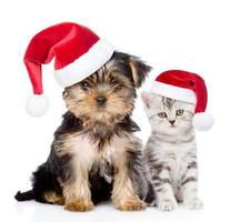 piccolo gattino e cucciolo in cappelli di Natale rossi seduti insieme. isolato su sfondo bianco foto