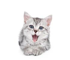 gatto, sfondo divertente gattino giocoso foto