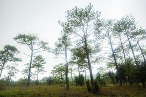 bellissimi pini verdi sulle montagne in thailandia - albero della natura con nebbia nebbia in inverno foto