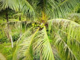 giovane noce di cocco sull'albero, frutta tropicale fresca di palma da cocco verde sulla pianta in giardino il giorno d'estate foto