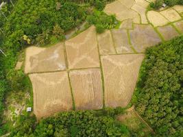 vista dall'alto campo di riso raccolto dall'alto con colture agricole giallo pronto per il raccolto, vista aerea dei campi dell'area del campo di riso natura fattoria agricola, fattoria con vista a volo d'uccello foto
