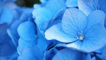 ortensia blu o macrophylla dell'ortensia da sapporo hokkaido giappone. foto