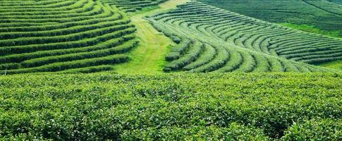 piantagioni di tè paesaggistiche nel nord della Thailandia foto