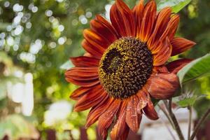 un bel fiore rosso dai toni caldi. girasole decorativo. foto