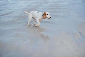 bianco allegro giovane cane spaniel foto