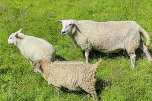 pecore bianche lanose corrono sul prato, hemsedal, viken, norvegia foto