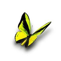 bella farfalla reale multicolore che vola su uno sfondo bianco foto