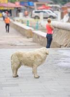 un grosso cane randagio bianco su uno sfondo sfocato della città. foto